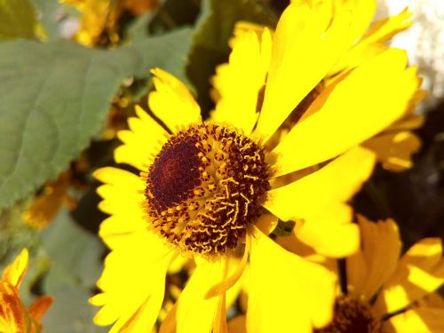 yellow bright flower