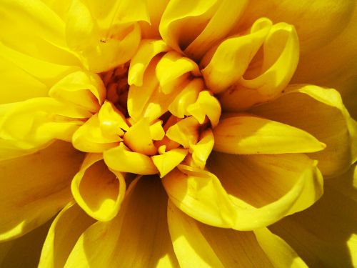 yellow flower macro