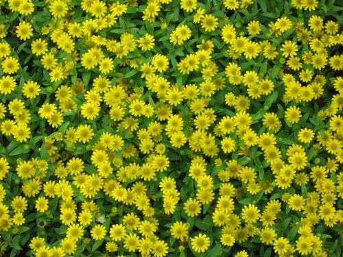 yellow flowers wild flowers