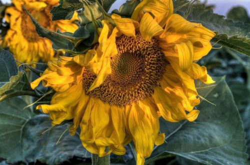 yellow sunflower green