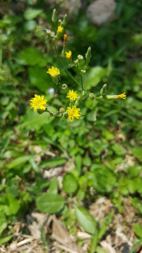 yellow sharp flower