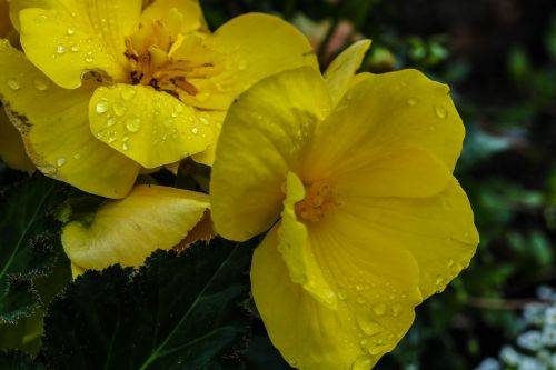 yellow flower water drop