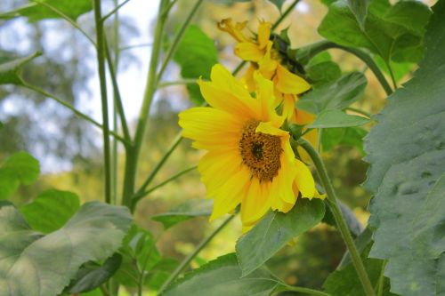 yellow sunflower flower