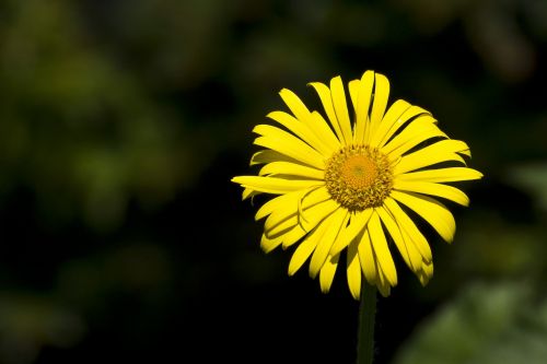 yellow flower floral