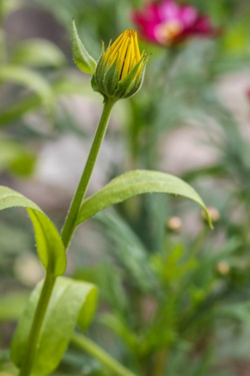 yellow flower garden flower