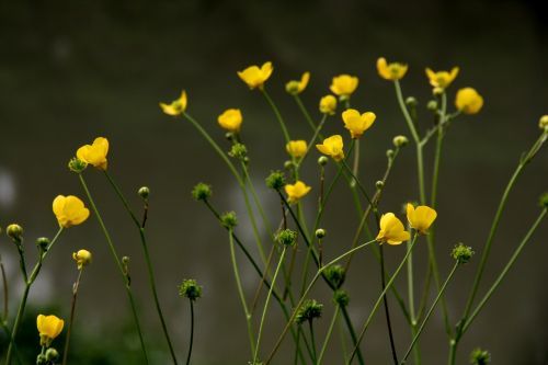 yellow yellow flower nature