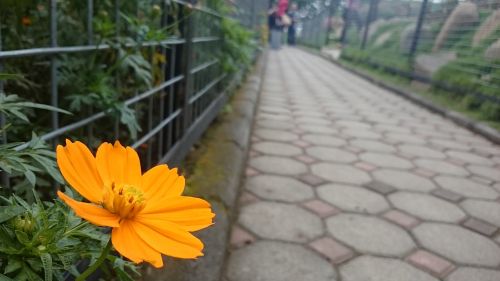 yellow flower street