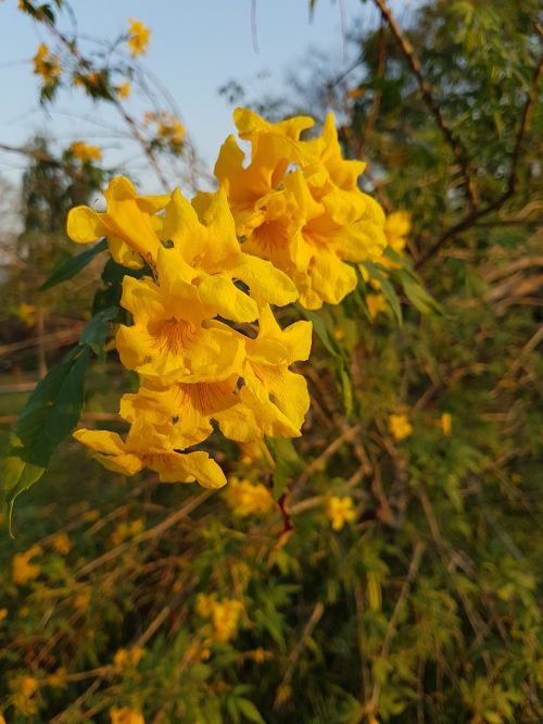 yellow flower sun