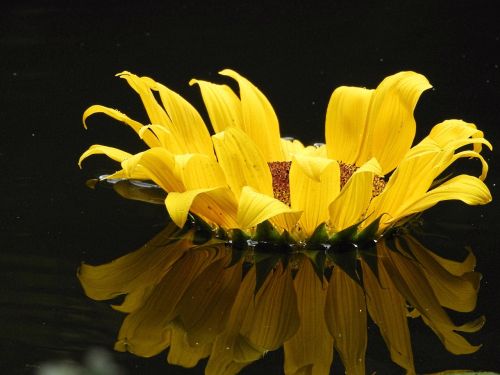 yellow sunflower reflection