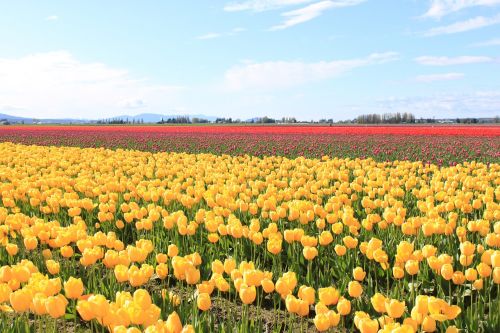 yellow tulips festival