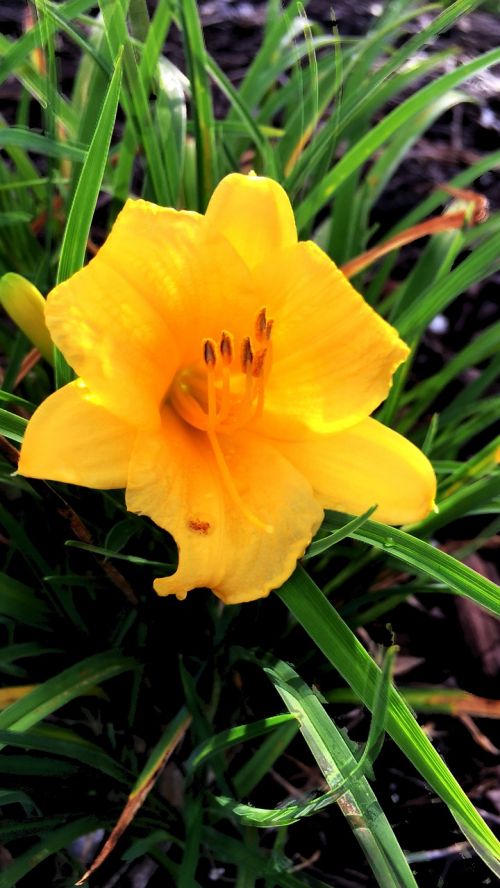 yellow flower botany