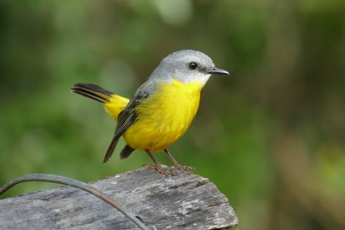 yellow breasted robin