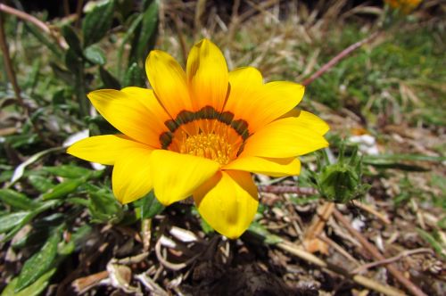 yellow flower flora