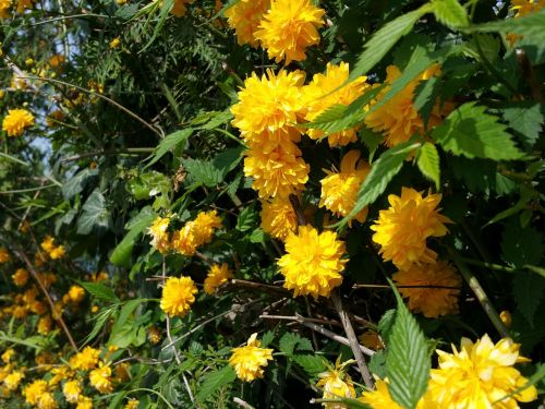 yellow flowers blossom