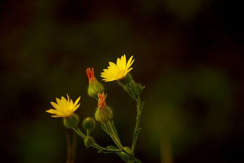 yellow flower dandelion