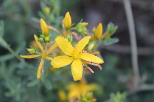 yellow flower kocaeli