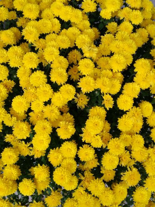 yellow chrysanthemum pixar bay