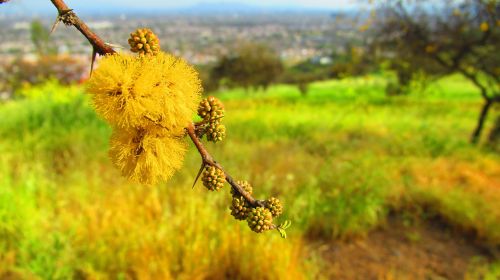 yellow nature pollen