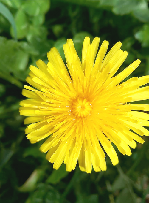 yellow flower dandelion