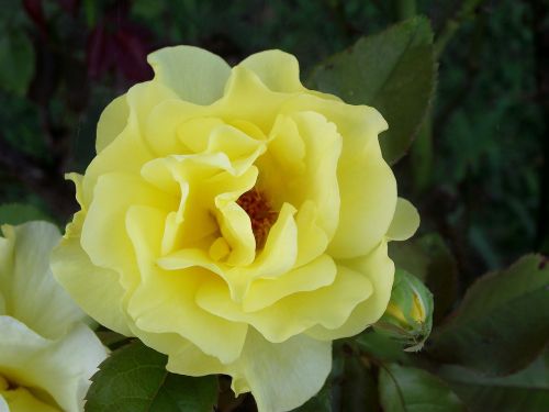 yellow flower rose
