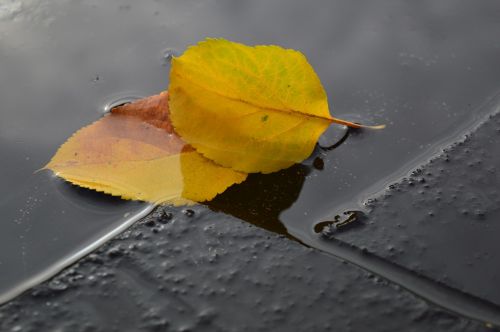 yellow sheet ice