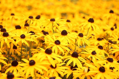yellow margarets flowers