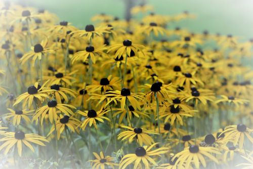yellow flower summer