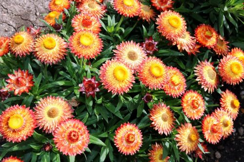 yellow orange flowers