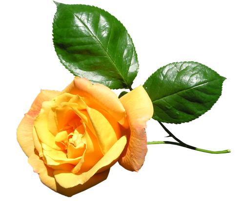 yellow rose stem