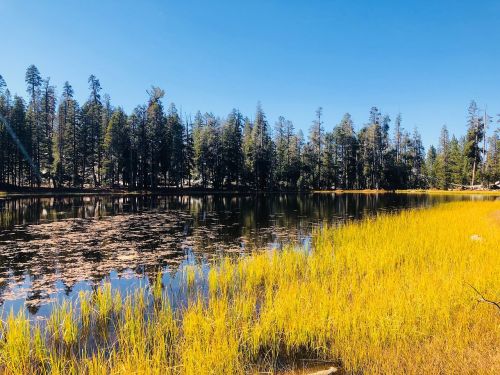 yellow nature outdoor