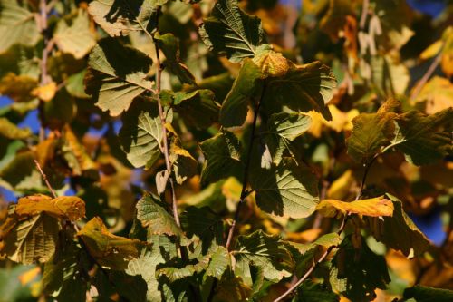 yellow leaves autumn