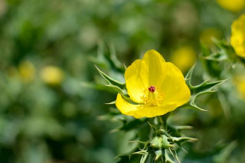 yellow flower picture