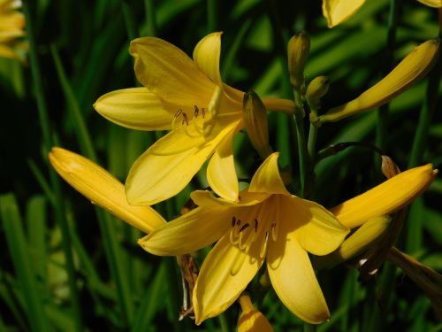 yellow lily flower