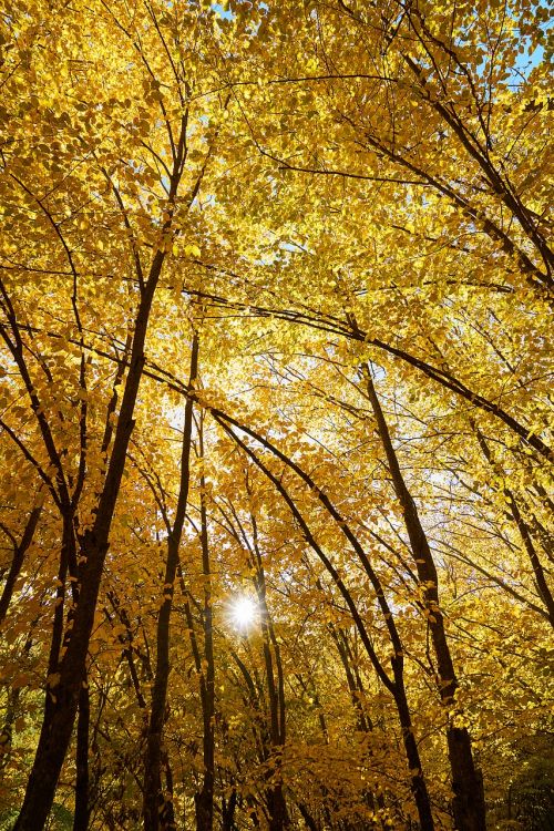 yellow autumn leaves