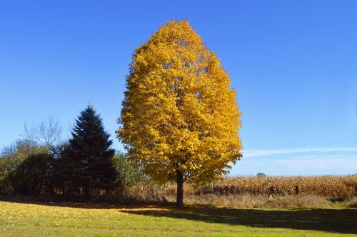 yellow tree orange