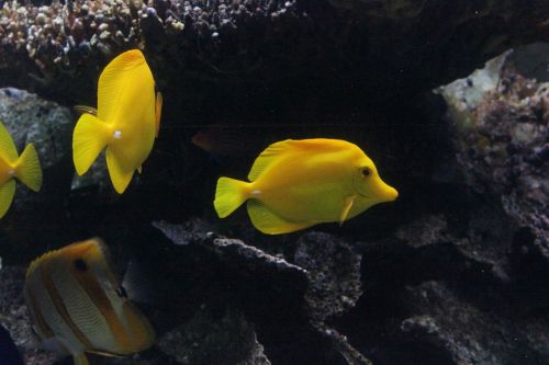 yellow fish underwater