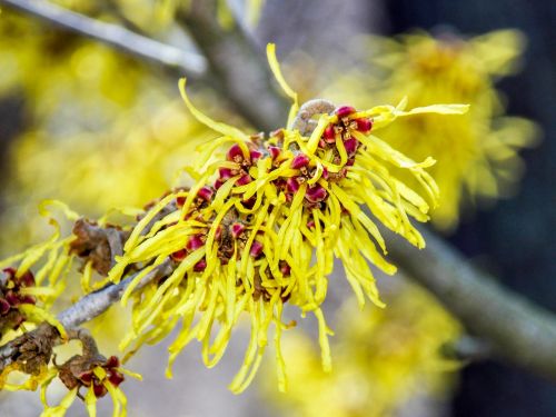 yellow branch nature