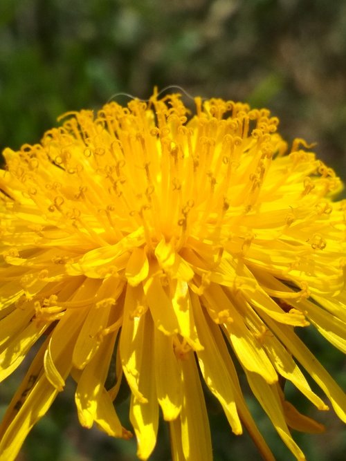 yellow  dandelion  may