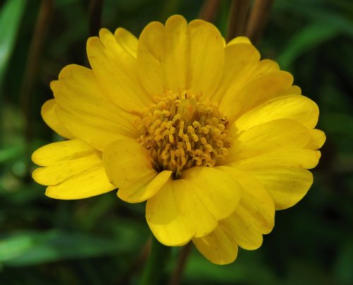 yellow  nature  flower