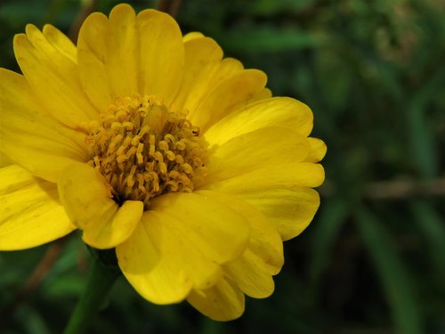 yellow  nature  flora