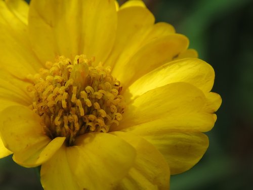 yellow  nature  flower