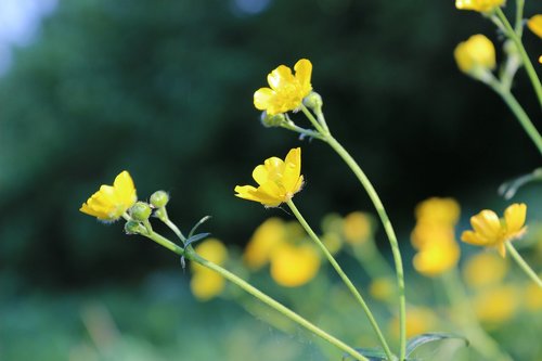 yellow  grass  green