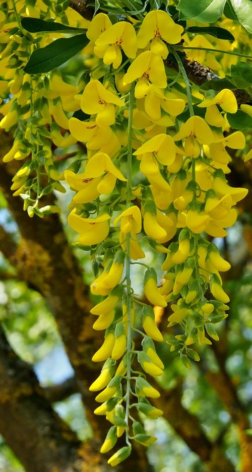 yellow  laburnum  spring
