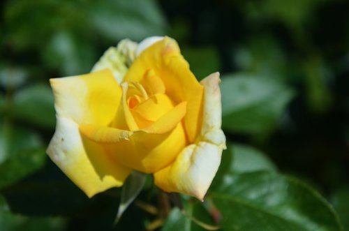 yellow  rose  flower
