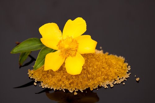 yellow  flower  black
