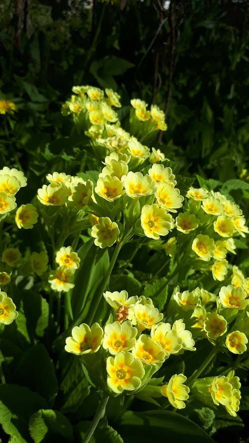 yellow  flower  nature