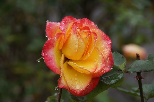 yellow  pink  rose