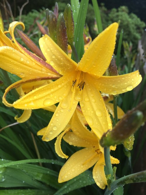 yellow  wet  petals