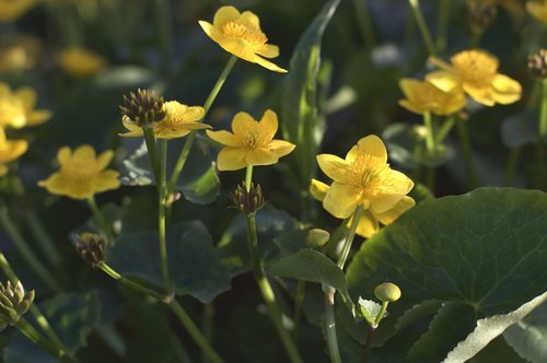 yellow  flowers  floral