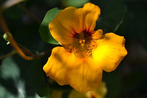 yellow  flower  summer